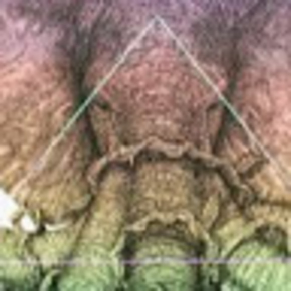 Meet your Posher, Adevin - Picture 1 of 1